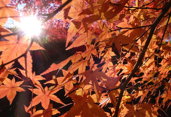 北海道　逆光に輝く紅葉