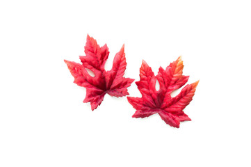 2 red and orange autumn leaves isolated on white