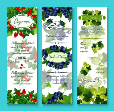 Vector banners of fresh berries for berry shop