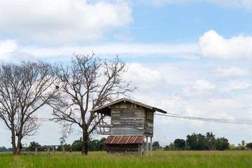 Old wood house with dead tree.