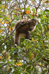 Macaco-prego-de-crista (Sapajus robustus) | Crested capuchin  fotografado em Linhares, Espírito Santo -  Sudeste do Brasil. Bioma Mata Atlântica.