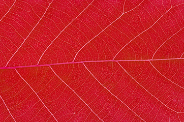 close up on autumn red leaf texture