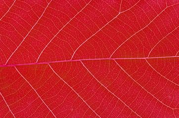 close up on autumn red leaf texture