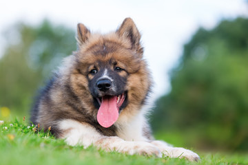 portrait of a cute elo puppy