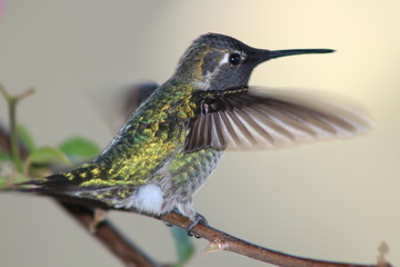 Anna's Hummingbird taking flight