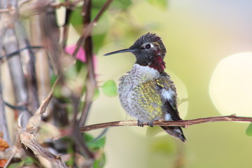 Anna's Hummingbird perched on branch