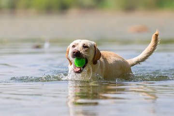 labrador retriever with a soft toy in the snout swims in a lake