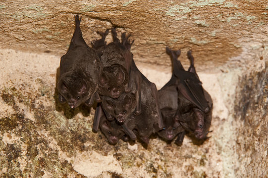 Morcego-de-cauda-curta (Carollia perspicillata) | Seba's short-tailed bat  fotografado em Linhares, Esp&iacute;rito Santo -  Sudeste do Brasil. Bioma Mata Atl&acirc;ntica.