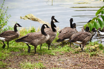 Geese on land