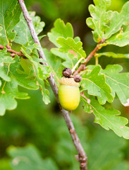 Obraz premium close up of green acorn single on tree detail sharp Quercus robur