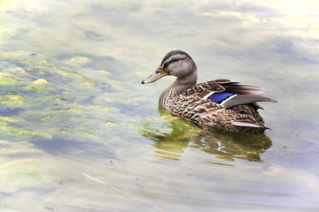 duck in a pond
