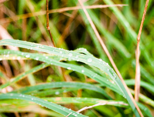 Fototapeta premium close up of glass blade with rain drops dew water