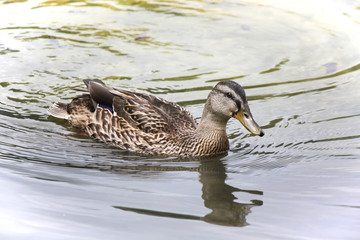 wild duck