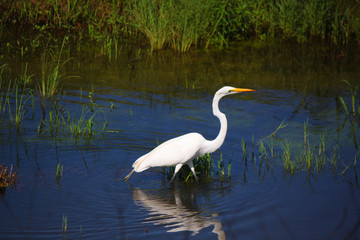 white egret