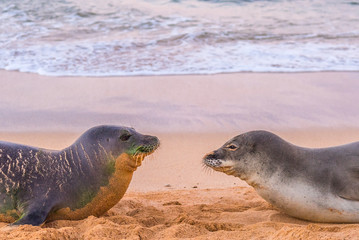 Monk Seal Love