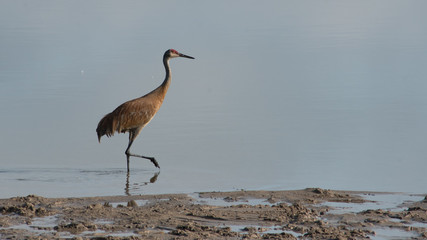Crane at Beach