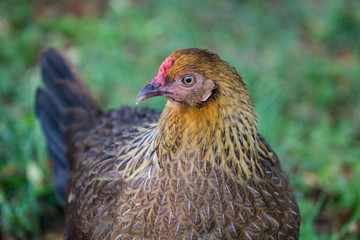 Wild chicken in Kauai, Hawaii
