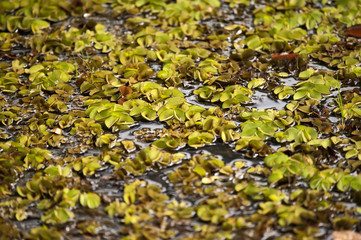 Planta aquática Salvinia (Salvinia sp.) | Salvinia water plant  fotografado em Linhares, Espírito Santo -  Sudeste do Brasil. Bioma Mata Atlântica.