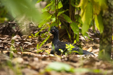 Mutum-de-bico-vermelho Fêmea (Crax blumenbachii) | Red-billed Curassow Female  fotografado em Linhares, Espírito Santo -  Sudeste do Brasil. Bioma Mata Atlântica.