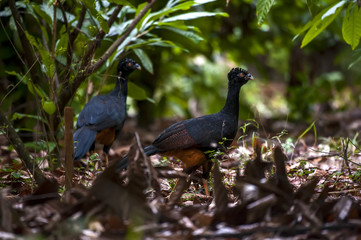 Mutum-de-bico-vermelho Fêmeas (Crax blumenbachii) | Red-billed Curassow Females  fotografado em Linhares, Espírito Santo -  Sudeste do Brasil. Bioma Mata Atlântica.