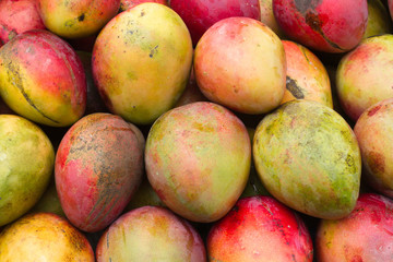 Pile of fresh mangoes ready to sell in supermarket - Mangifera indica