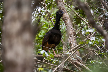 Mutum-de-bico-vermelho Fêmea (Crax blumenbachii) | Red-billed Curassow Female  fotografado em Linhares, Espírito Santo -  Sudeste do Brasil. Bioma Mata Atlântica.