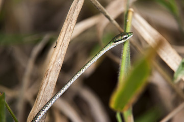 Serpente Azulão-Bóia (Leptophis ahaetulla Liocercus) | Leptophis ahaetulla  fotografado em Linhares, Espírito Santo -  Sudeste do Brasil. Bioma Mata Atlântica.