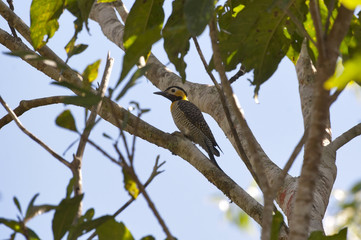 Pica-pau-do-campo (Colaptes campestris) | Campo Flicker  fotografado em Linhares, Espírito Santo -  Sudeste do Brasil. Bioma Mata Atlântica.