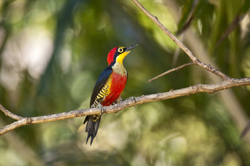 Benedito-de-testa-amarela (Melanerpes flavifrons) | Yellow-fronted Woodpecker  fotografado em Linhares, Espírito Santo -  Sudeste do Brasil. Bioma Mata Atlântica.