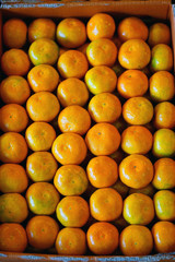 Crates of Jeju mandarin tangerines at a farmers market in South Korea