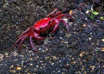 a small red crab is hatching in the crab shell