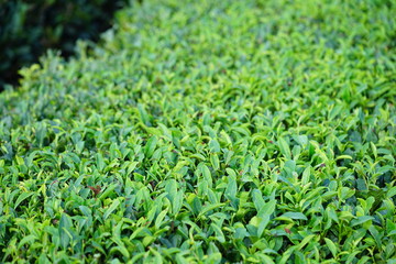 Green tea plantation growing in Jeju Island, South Korea