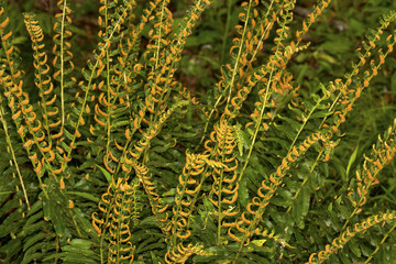 Fertile fronds of Christmas fern in Sheipsit State Forest, Connecticut.