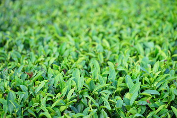 Fototapeta premium Green tea plantation growing in Jeju Island, South Korea