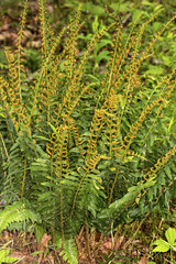 Fertile fronds of Christmas fern in Sheipsit State Forest, Connecticut.