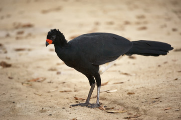 Mutum-de-bico-vermelho Macho (Crax blumenbachii) | Red-billed Curassow Male  fotografado em Linhares, Espírito Santo -  Sudeste do Brasil. Bioma Mata Atlântica.
