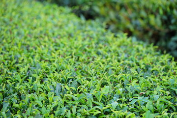 Green tea plantation growing in Jeju Island, South Korea