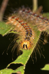Gypsy moth caterpillar on leaf in Somers, Connecticut.