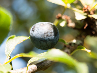 close up of single blue sloe berry on branch Prunus spinosa