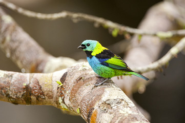 Saíra-sete-cores (Tangara seledon) | Green-headed Tanager  fotografado em Linhares, Espírito Santo -  Sudeste do Brasil. Bioma Mata Atlântica.