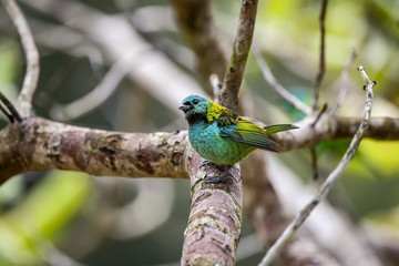 Saíra-sete-cores (Tangara seledon) | Green-headed Tanager  fotografado em Linhares, Espírito Santo -  Sudeste do Brasil. Bioma Mata Atlântica.