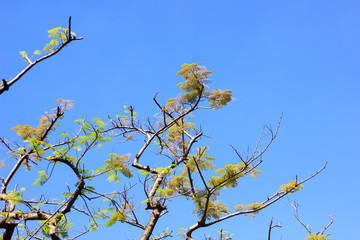Treetop
