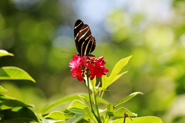  Zebra Longwing Butterfly
