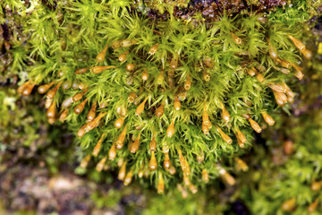 Ulota moss on bark with sporophytes in Newbury, New Hampshire.