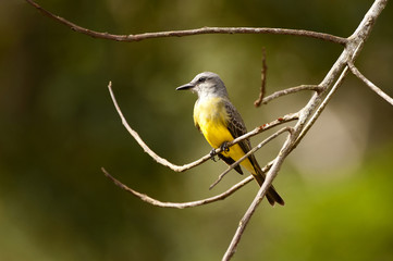Suiriri (Tyrannus melancholicus) | Tropical Kingbird  fotografado em Linhares, Espírito Santo -  Sudeste do Brasil. Bioma Mata Atlântica.