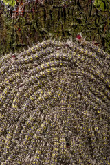 Lagarta lonomia (Lonomia sp) | Caterpillar  fotografado em Linhares, Espírito Santo -  Sudeste do Brasil. Bioma Mata Atlântica.