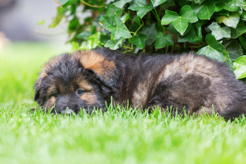 portrait of a cute Old German Shepherd puppy