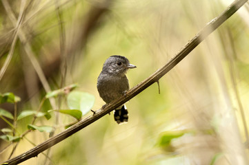 Choca-de-sooretama (Thamnophilus ambiguus) | Sooretama Slaty-Antshrike  fotografado em Linhares, Espírito Santo -  Sudeste do Brasil. Bioma Mata Atlântica.