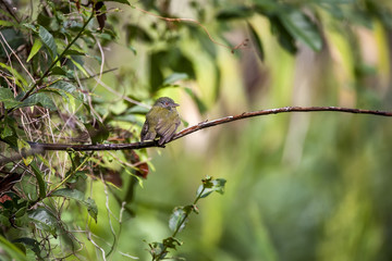 Cabeça-branca Fêmea (Dixiphia pipra) | White-crowned Manakin Female  fotografado em Linhares, Espírito Santo -  Sudeste do Brasil. Bioma Mata Atlântica.