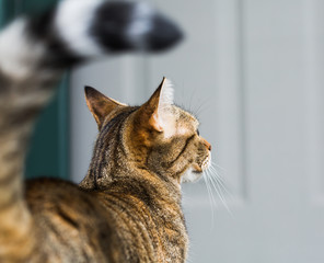 Side Profile of Cat Waiting at Door